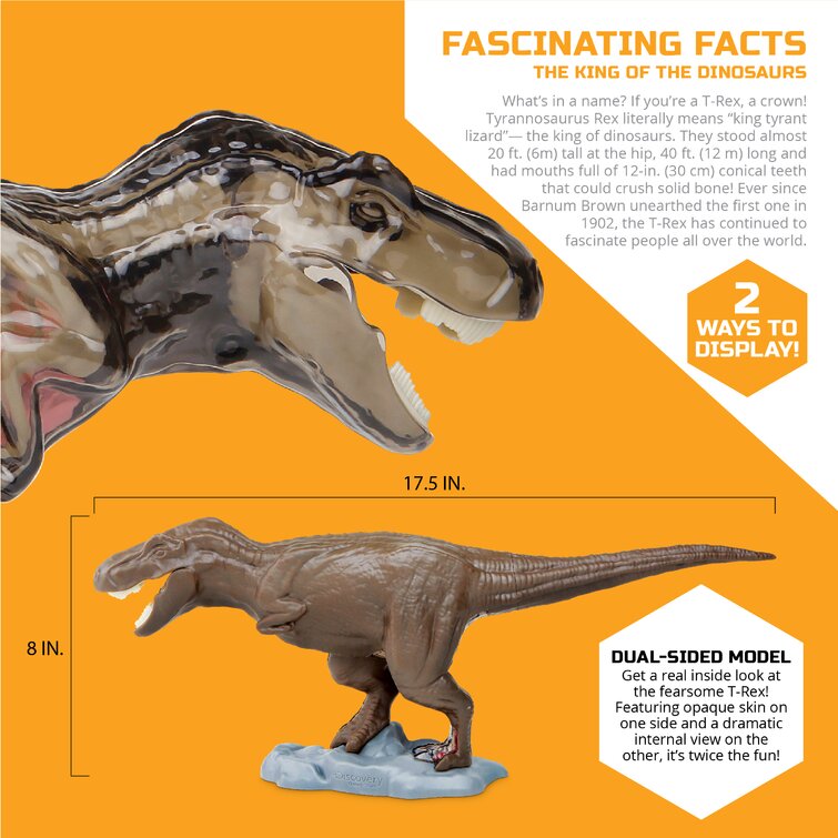 Discovery MINDBLOWN Toy Anatomy T-Rex Kit - Wayfair Canada